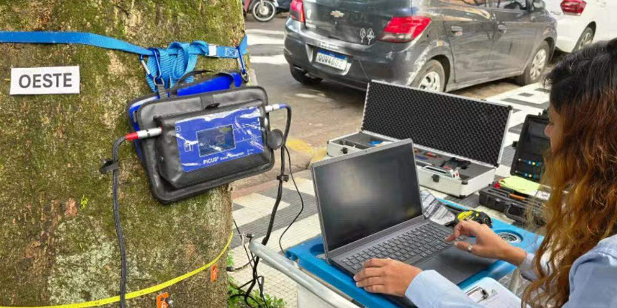 Tomógrafo e resistógrafo são tecnologias avançadas que inspecionam a saúde interna de árvores urbanas