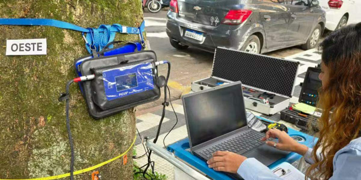 Tomógrafo e resistógrafo são tecnologias avançadas que inspecionam a saúde interna de árvores urbanas