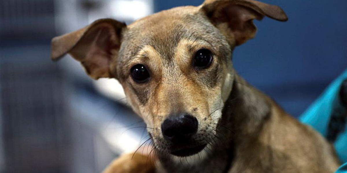 Os materiais para aquecer pets podem ser doados em quatro pontos