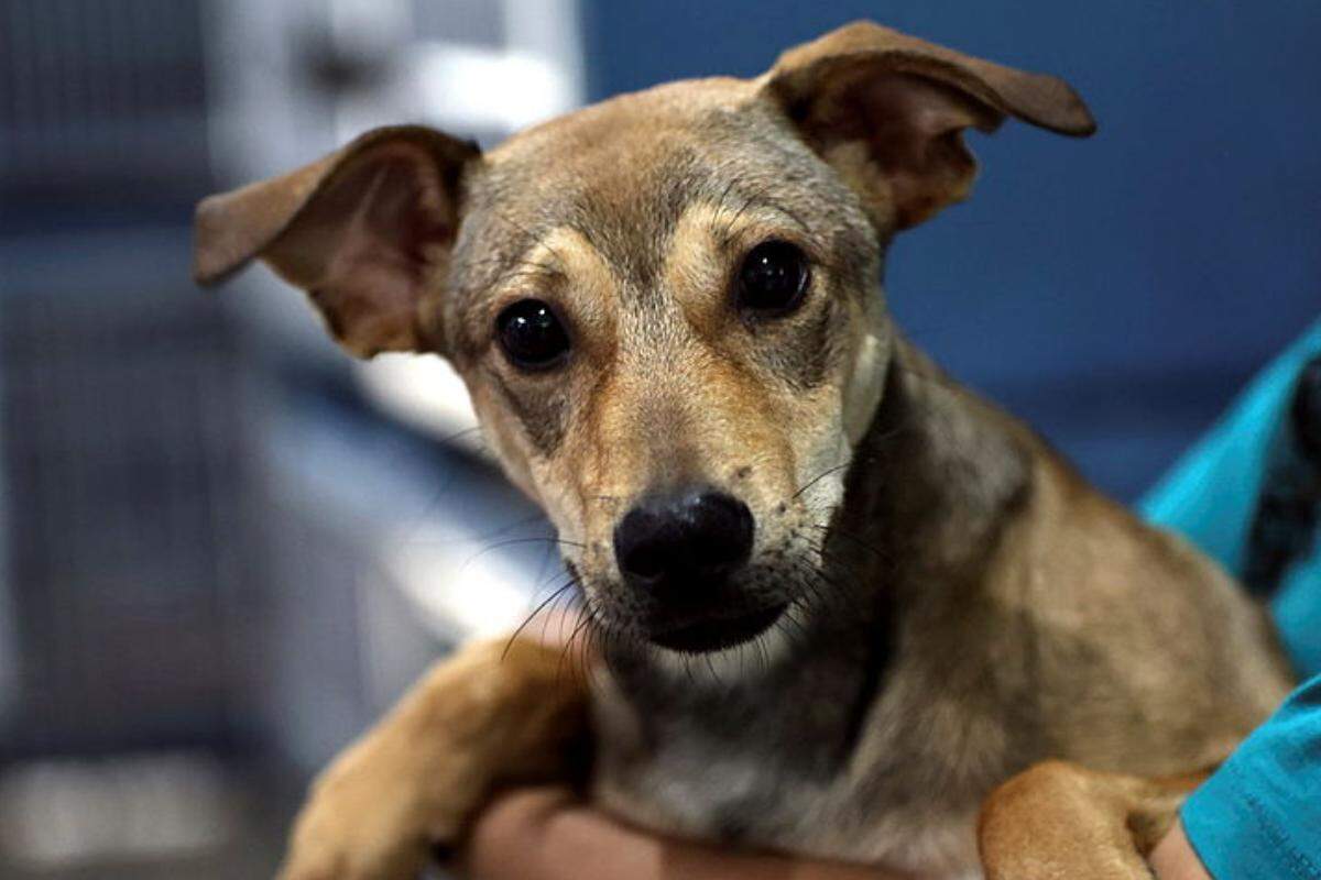 Os materiais para aquecer pets podem ser doados em quatro pontos