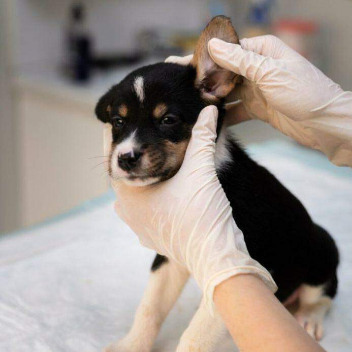 Durante a ação, os animais receberão microchip de identificação e serão cadastrados no Sistema do Cadastro Nacional de Animais Domésticos (SinPatinhas), do Governo Federal