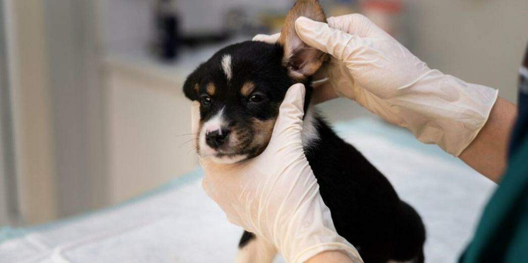 Durante a ação, os animais receberão microchip de identificação e serão cadastrados no Sistema do Cadastro Nacional de Animais Domésticos (SinPatinhas), do Governo Federal