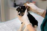 Durante a ação, os animais receberão microchip de identificação e serão cadastrados no Sistema do Cadastro Nacional de Animais Domésticos (SinPatinhas), do Governo Federal