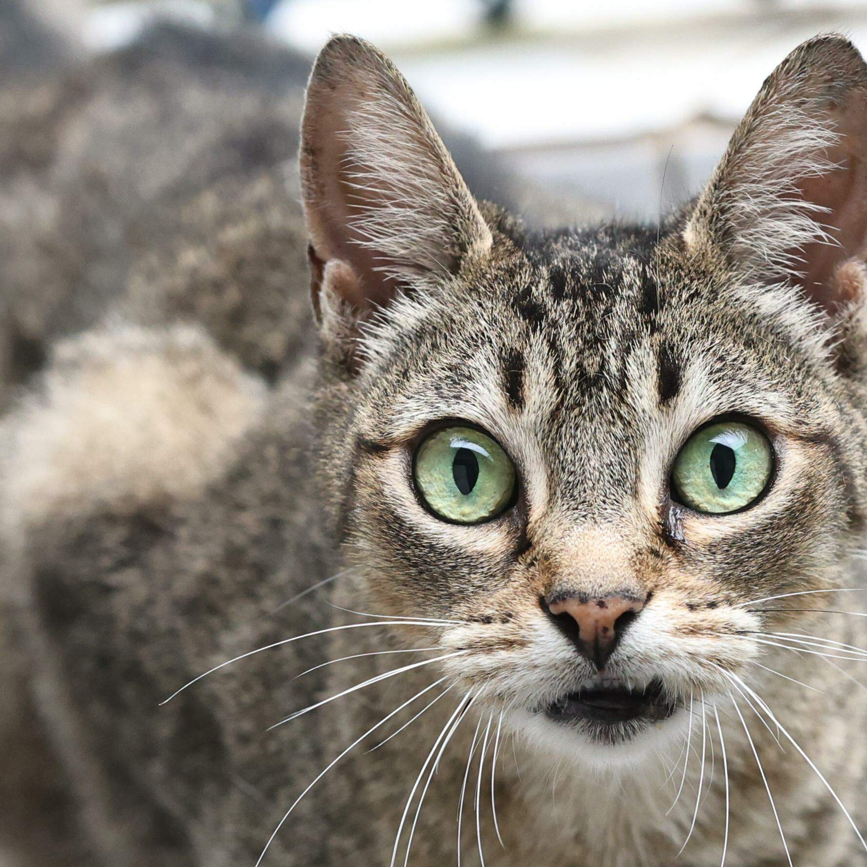 Cães e gatos a partir dos três meses podem ser imunizados contra a raiva, que é mortal aos animais