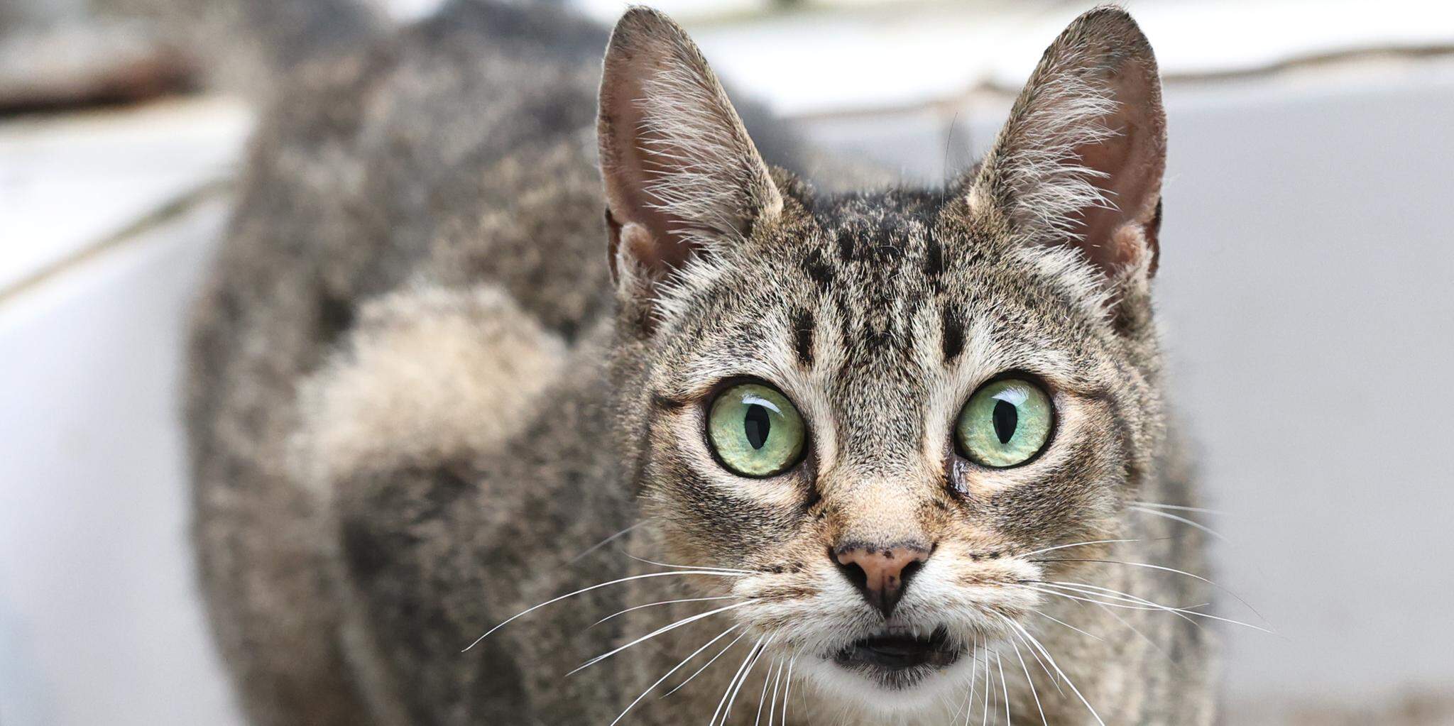 Cães e gatos a partir dos três meses podem ser imunizados contra a raiva, que é mortal aos animais
