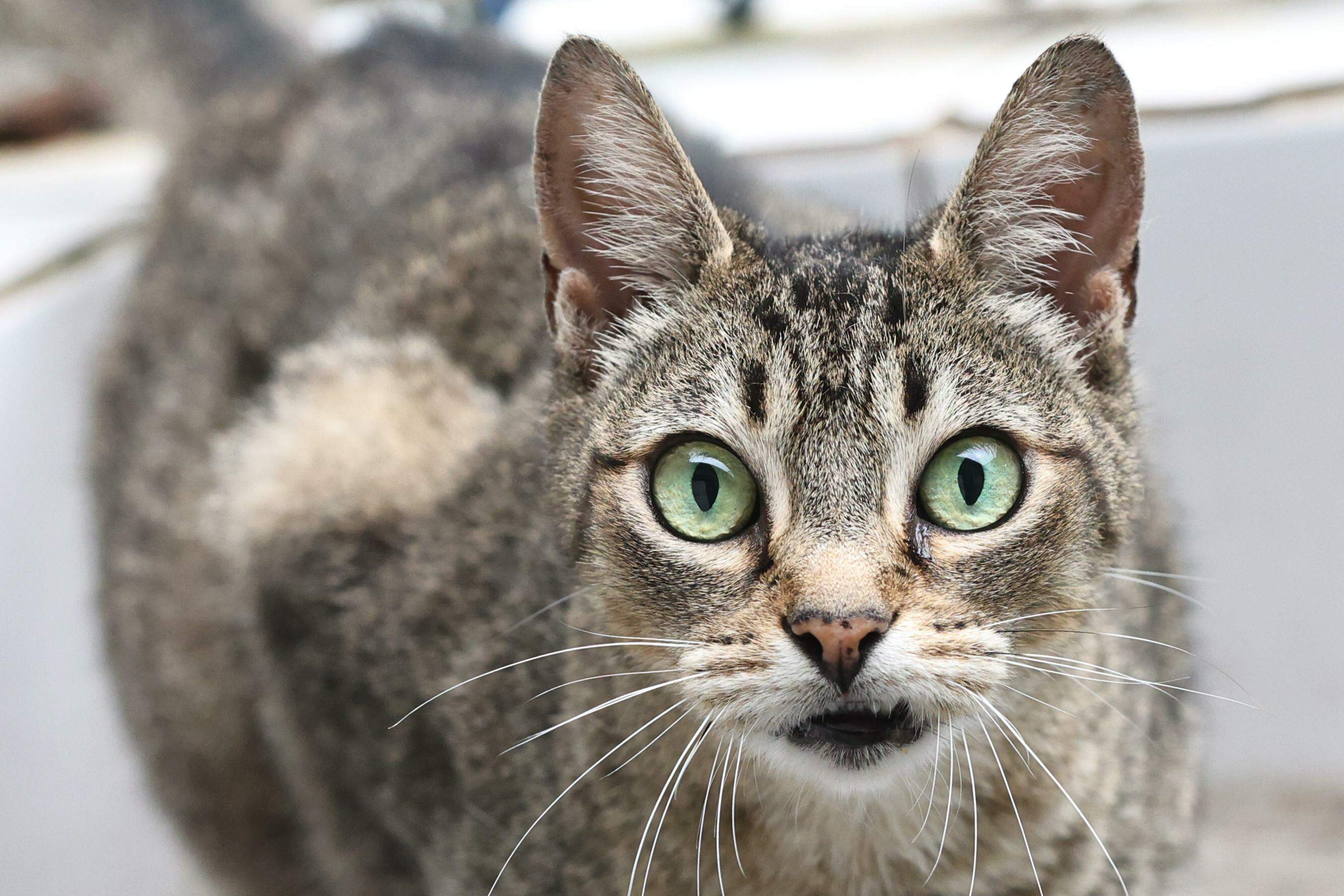 Cães e gatos a partir dos três meses podem ser imunizados contra a raiva, que é mortal aos animais