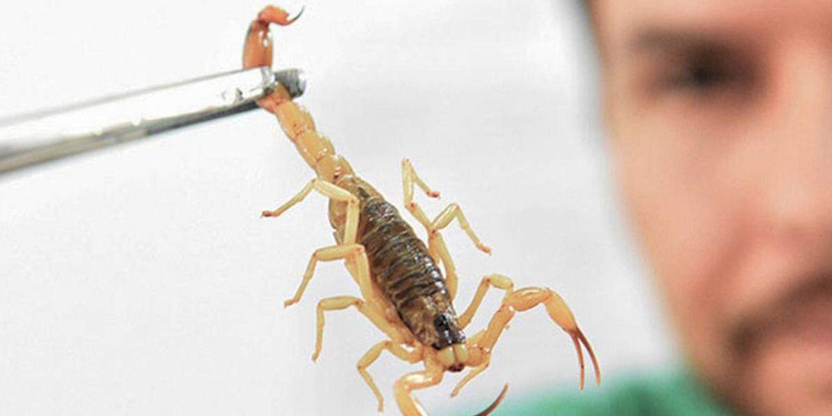 Crianças são mais vulneráveis a envenenamento por picada de escorpião