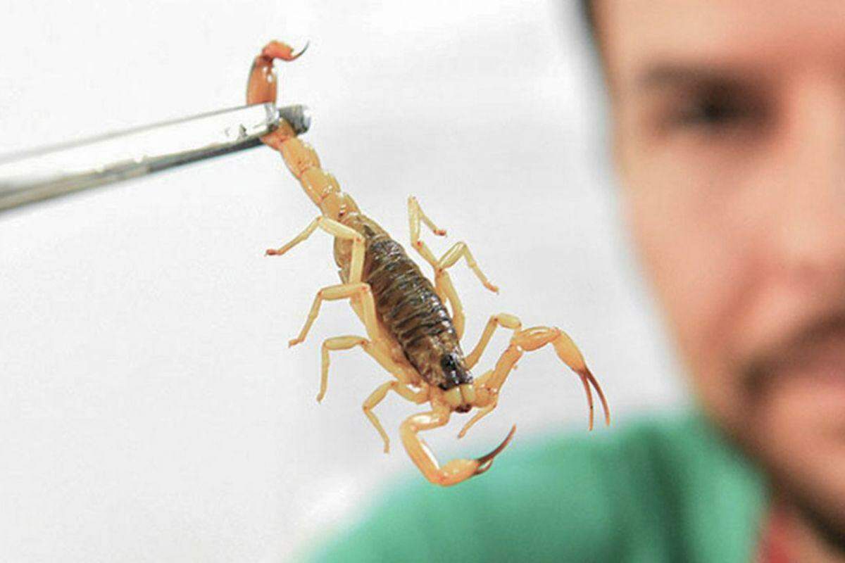 Crianças são mais vulneráveis a envenenamento por picada de escorpião