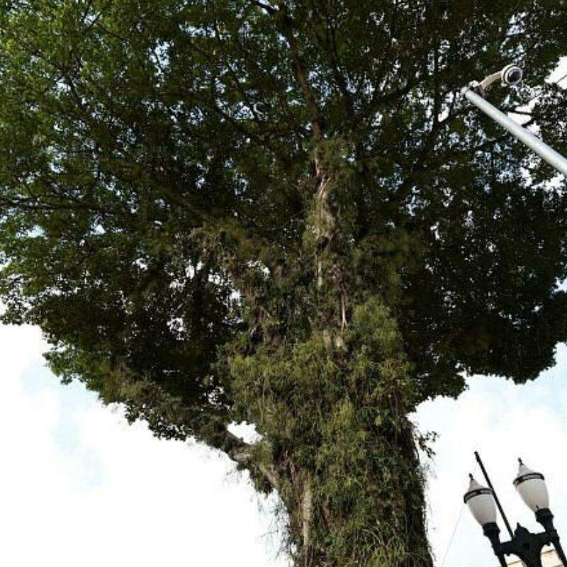 Moradores de Praia Grande podem plantar árvores, desde que sigam normas da Secretaria de Meio Ambiente