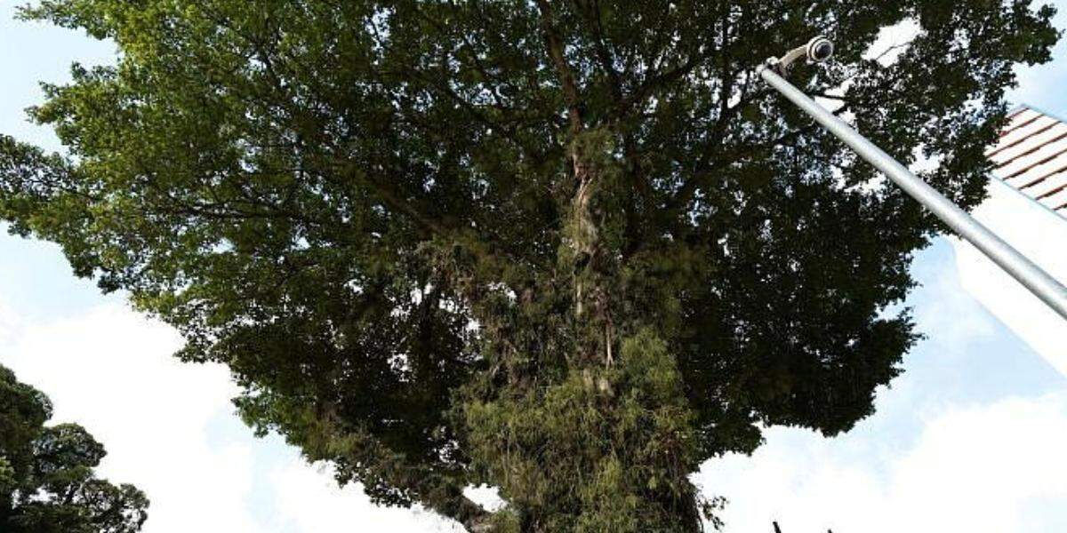 Moradores de Praia Grande podem plantar árvores, desde que sigam normas da Secretaria de Meio Ambiente