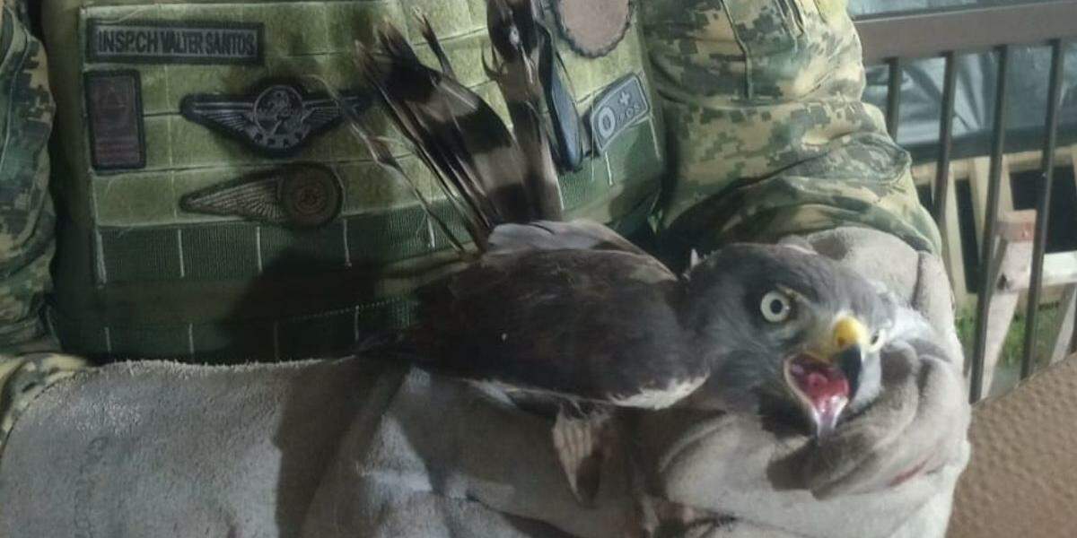 Gavião entrou em casa de São Vicente