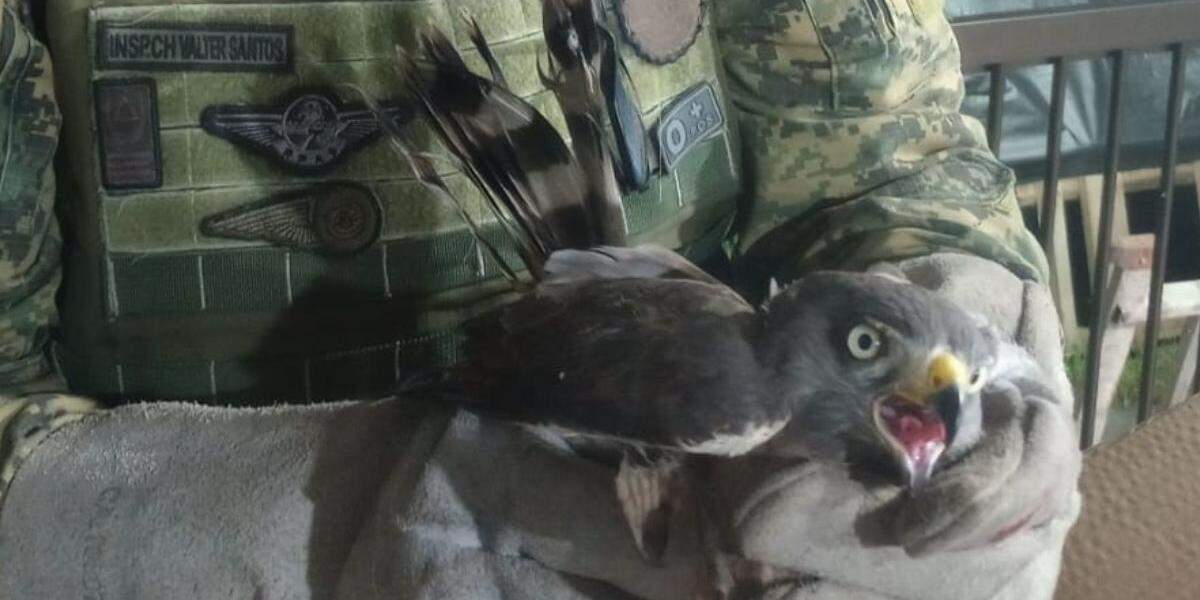 Gavião entrou em casa de São Vicente