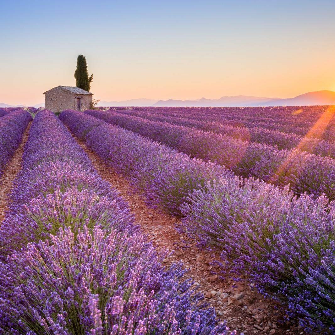Platô de Valensole