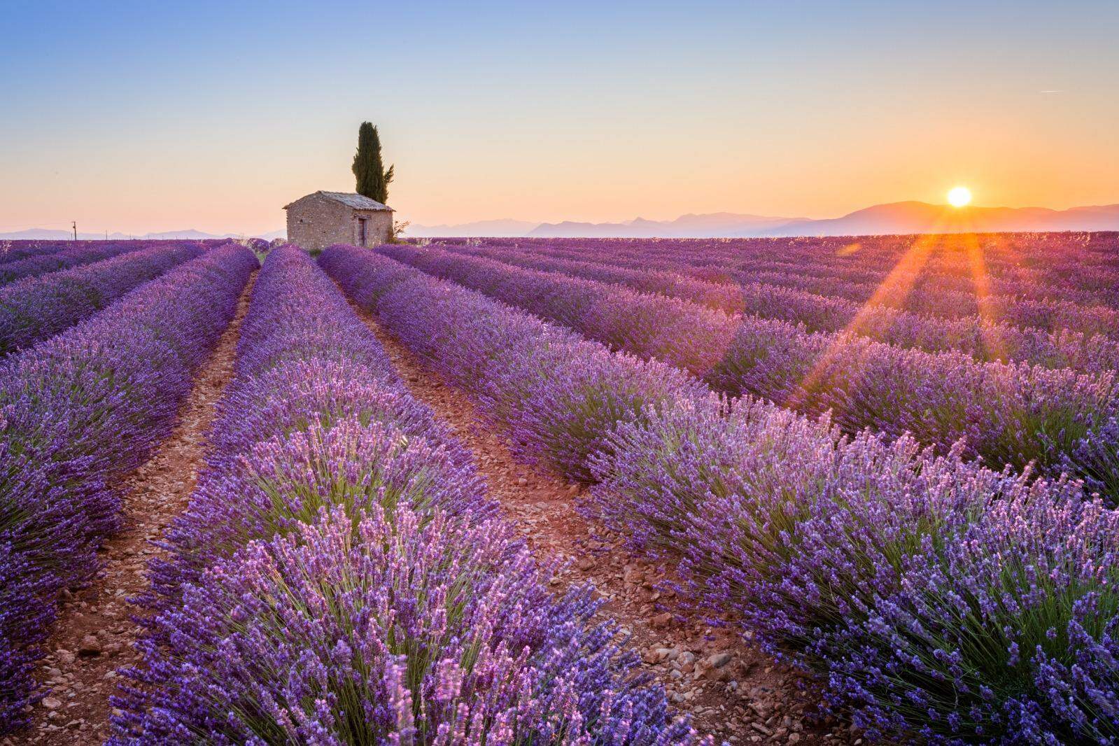 Platô de Valensole