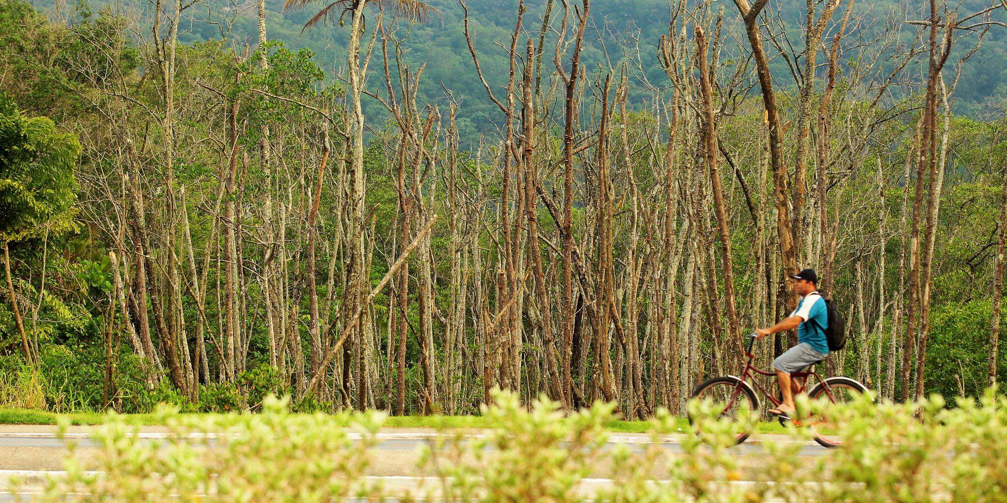 Manguezais se relacionam à discussão de ações sustentáveis por serem úteis contra aquecimento global