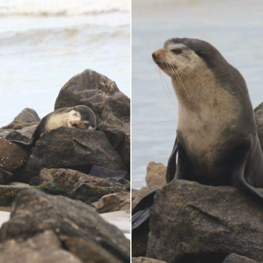 Animal estava descansando na praia do bairro Vera Cruz.
