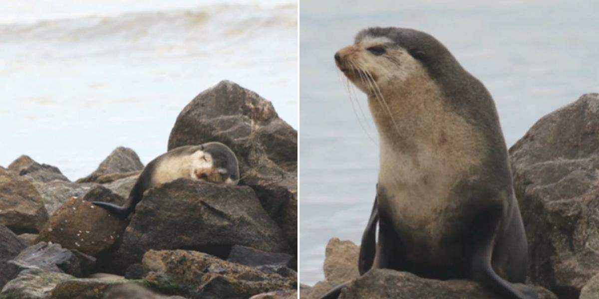 Animal estava descansando na praia do bairro Vera Cruz.
