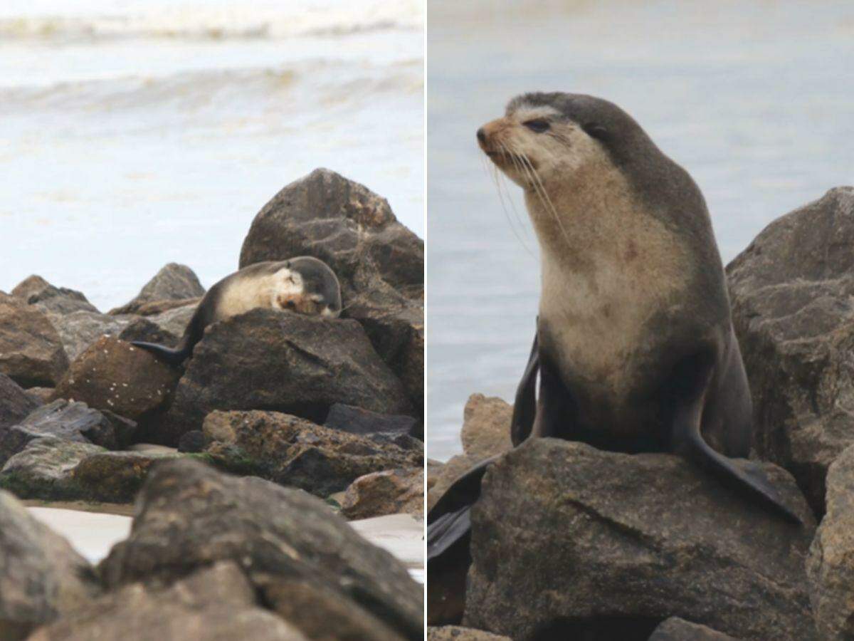 Animal estava descansando na praia do bairro Vera Cruz.