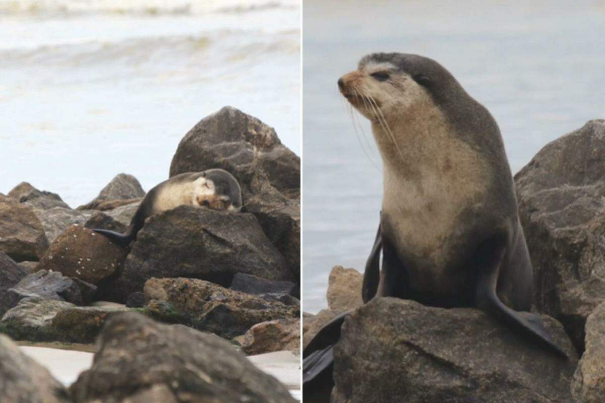 Animal estava descansando na praia do bairro Vera Cruz.