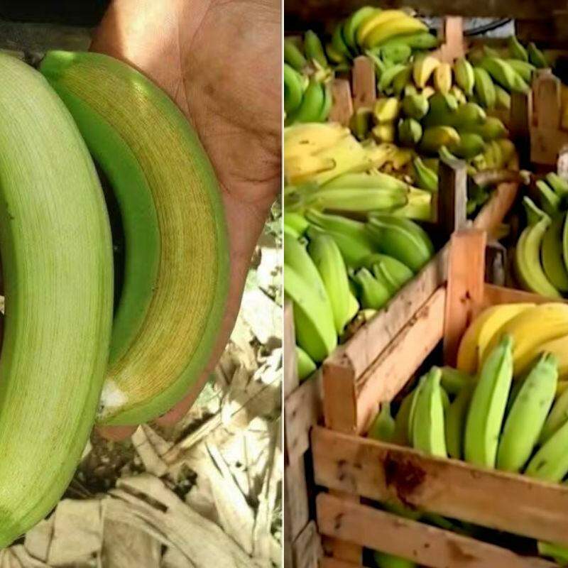 Apesar do escurecimento da casca, a polpa da banana continua própria para consumo e, em muitos casos, pode até apresentar sabor mais doce