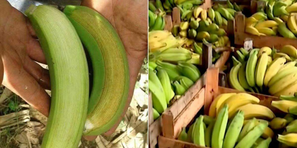 Apesar do escurecimento da casca, a polpa da banana continua própria para consumo e, em muitos casos, pode até apresentar sabor mais doce