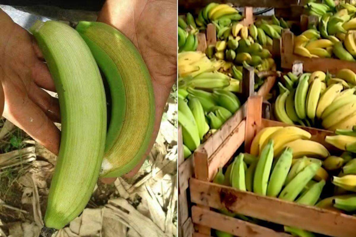 Apesar do escurecimento da casca, a polpa da banana continua própria para consumo e, em muitos casos, pode até apresentar sabor mais doce