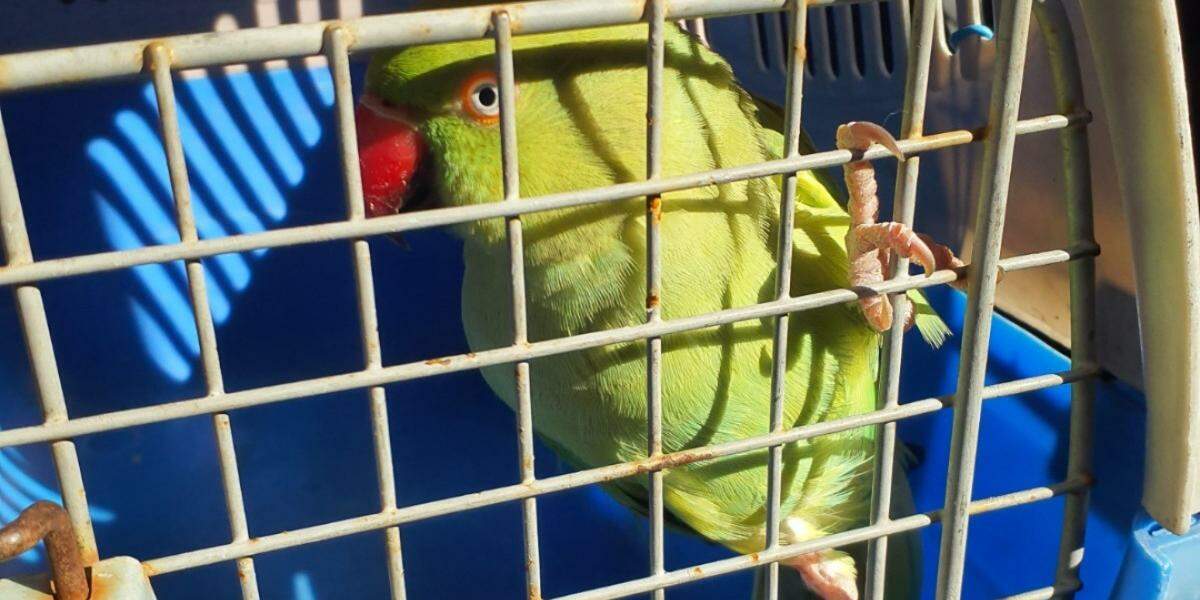 Uma ave exótica da espécie Ring Neck, também conhecida como periquito-de-colar, foi encontrada na Praça Jorge Amado, no bairro Jóquei Club, na Área Continental de São Vicente