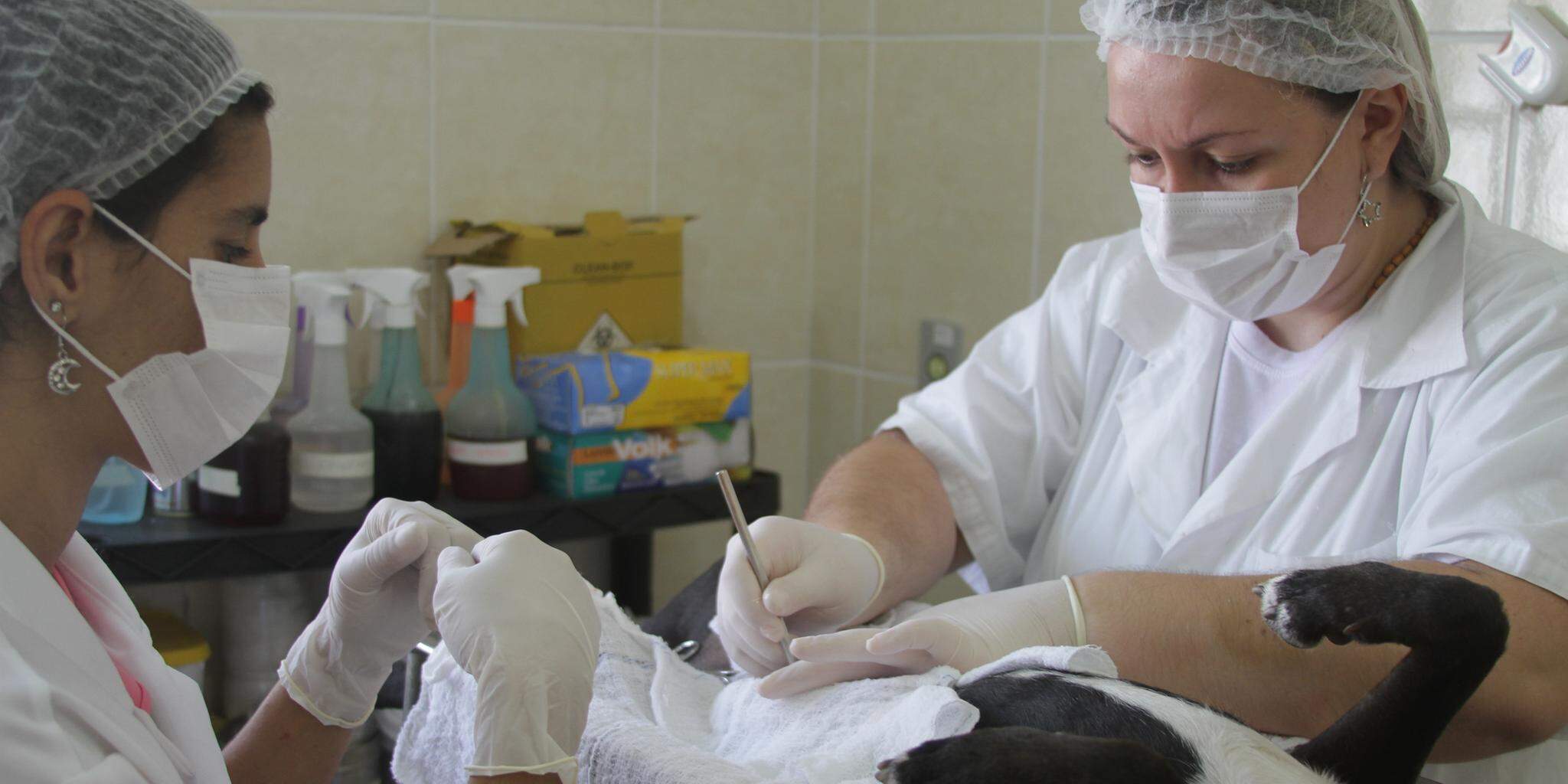 Procedimento cirúrgico é recomendado para prevenir doenças, infecções e evitar crias indesejadas