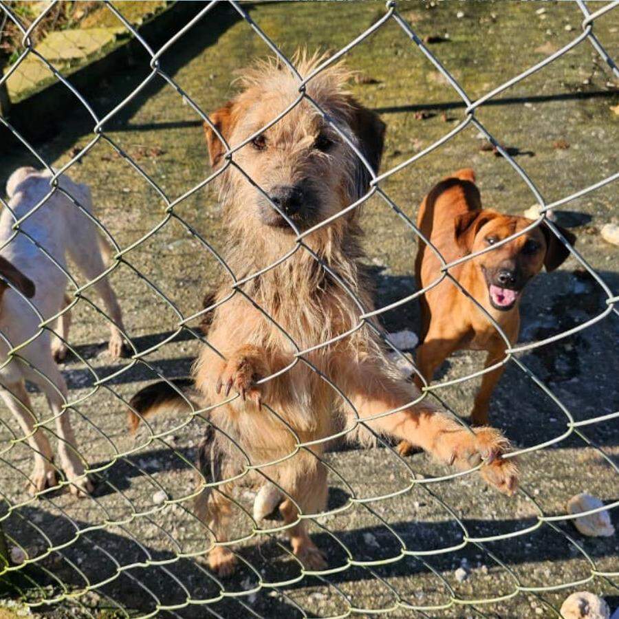 Animais estavam em condições insalubres