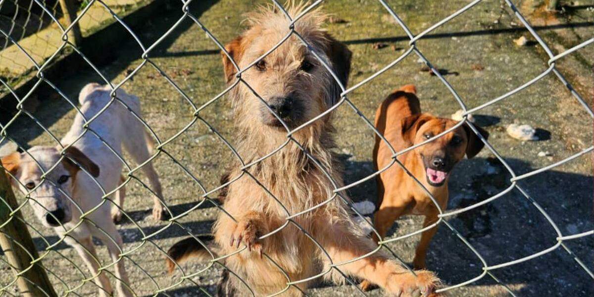 Animais estavam em condições insalubres