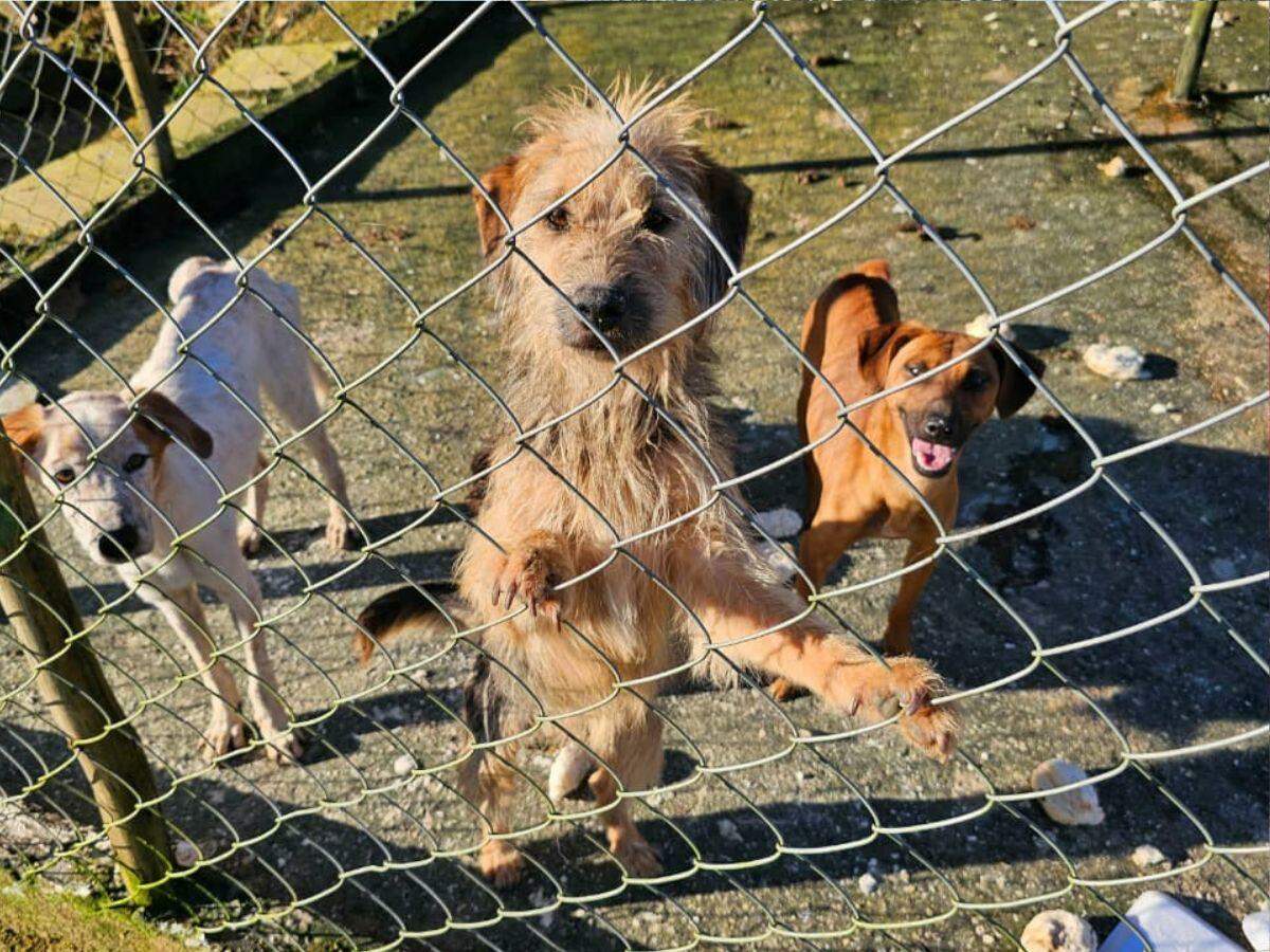Animais estavam em condições insalubres