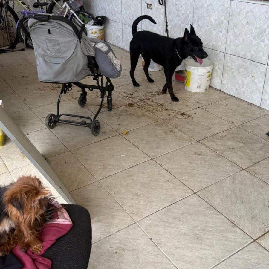 Animais estavam em situação insalubre