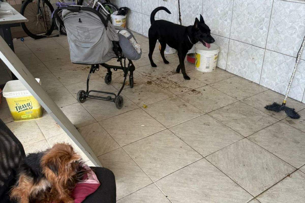 Animais estavam em situação insalubre