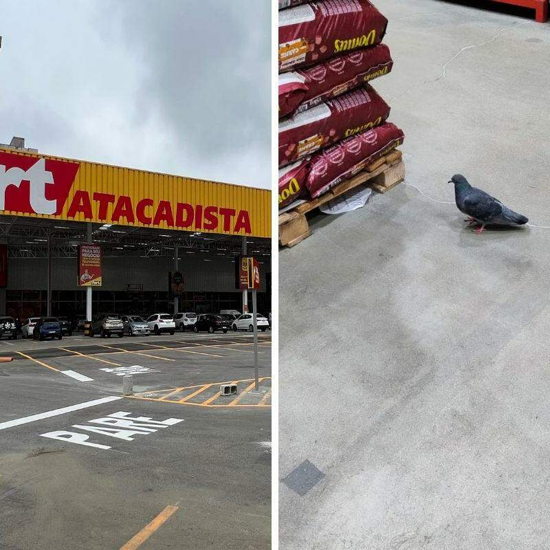 Pombos andando entre prateleiras e bicando sacos de arroz e feijão geram reclamação entre os clientes