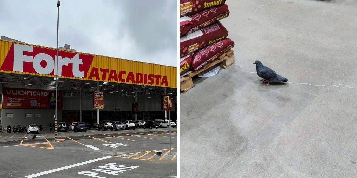 Pombos andando entre prateleiras e bicando sacos de arroz e feijão geram reclamação entre os clientes