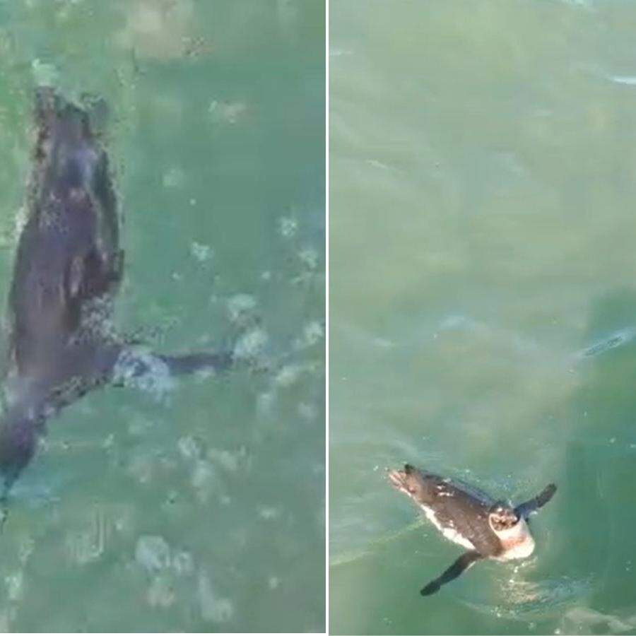 Turista registrou o momento em que pinguim se aproxima da embarcação