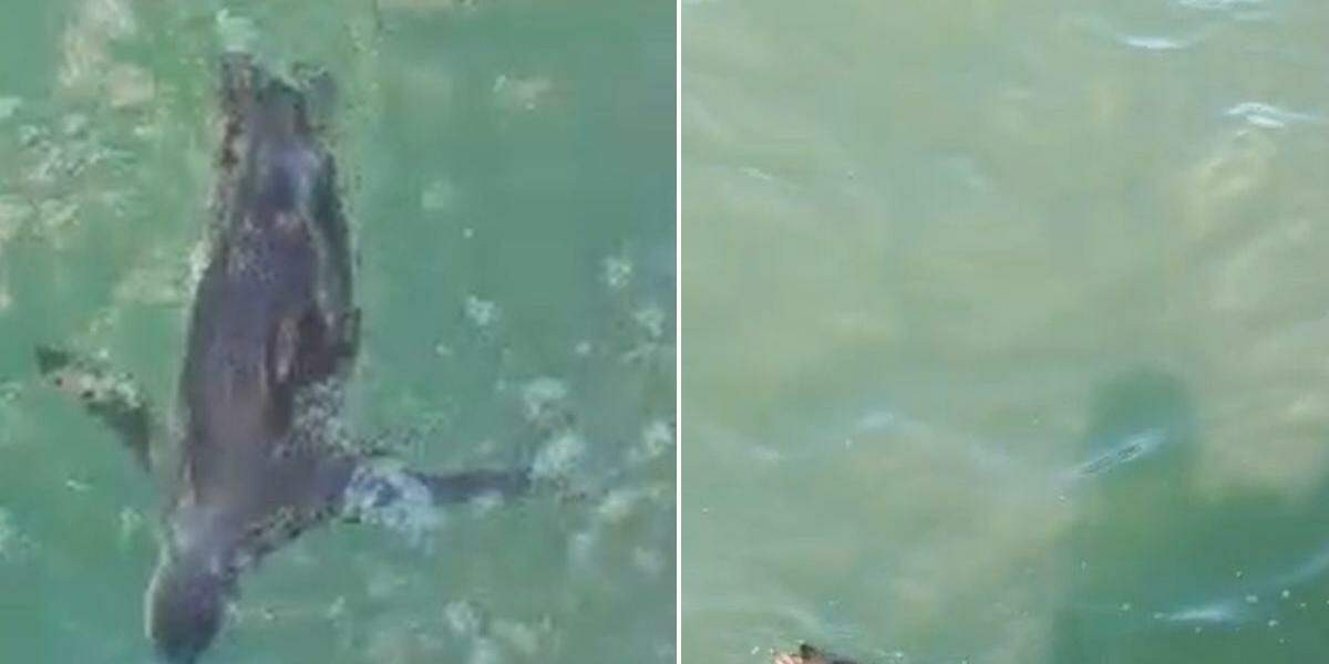 Turista registrou o momento em que pinguim se aproxima da embarcação
