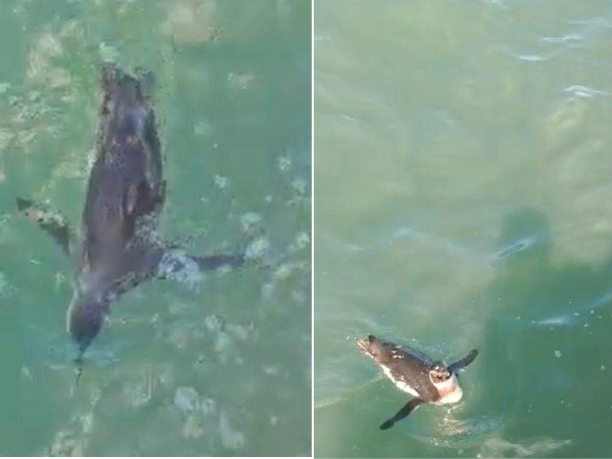 Turista registrou o momento em que pinguim se aproxima da embarcação