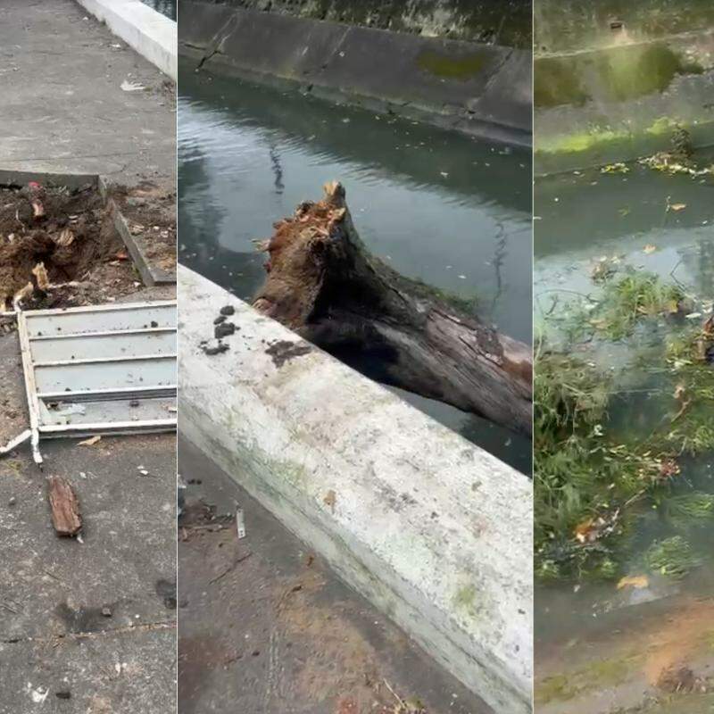 Queda de árvore no Canal 5, em Santos, causou morte de homem na tarde desta quarta-feira (29)