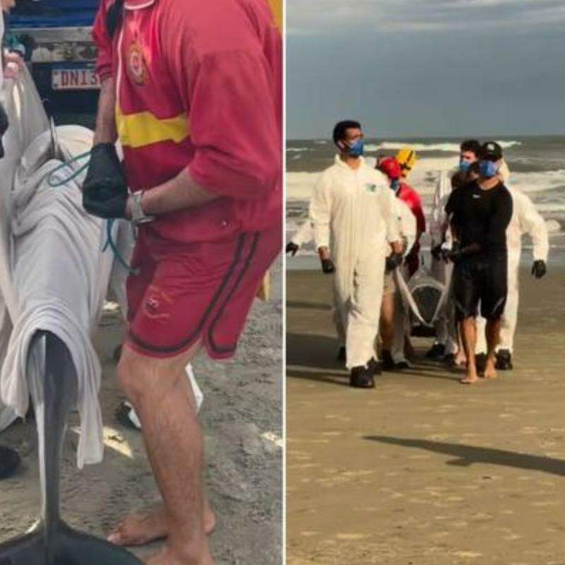 O Grupamento de Bombeiros Marítimo (GBMar) e o Instituto Biopesca recolheram o animal, que estava em situação de risco