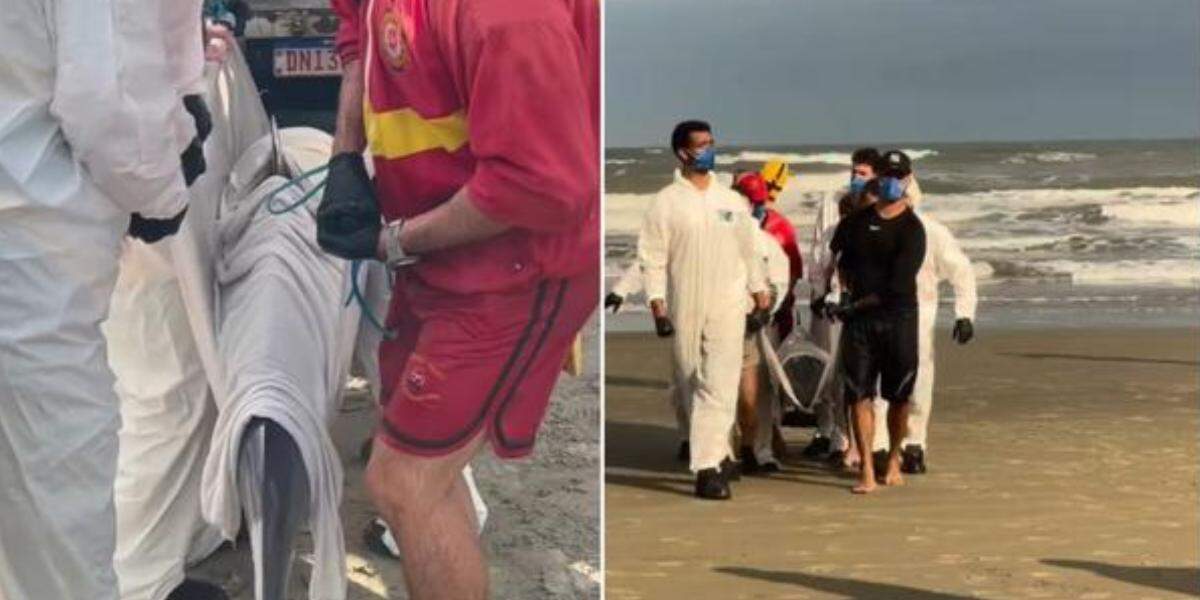 O Grupamento de Bombeiros Marítimo (GBMar) e o Instituto Biopesca recolheram o animal, que estava em situação de risco