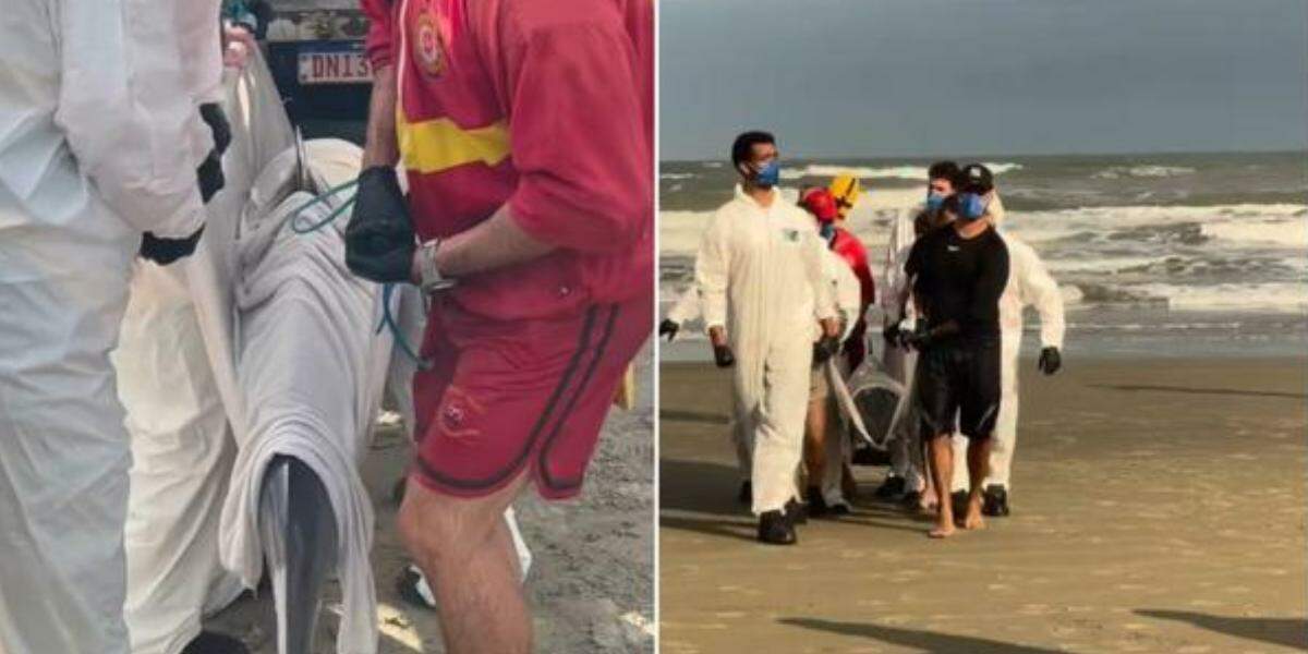 O Grupamento de Bombeiros Marítimo (GBMar) e o Instituto Biopesca recolheram o animal, que estava em situação de risco