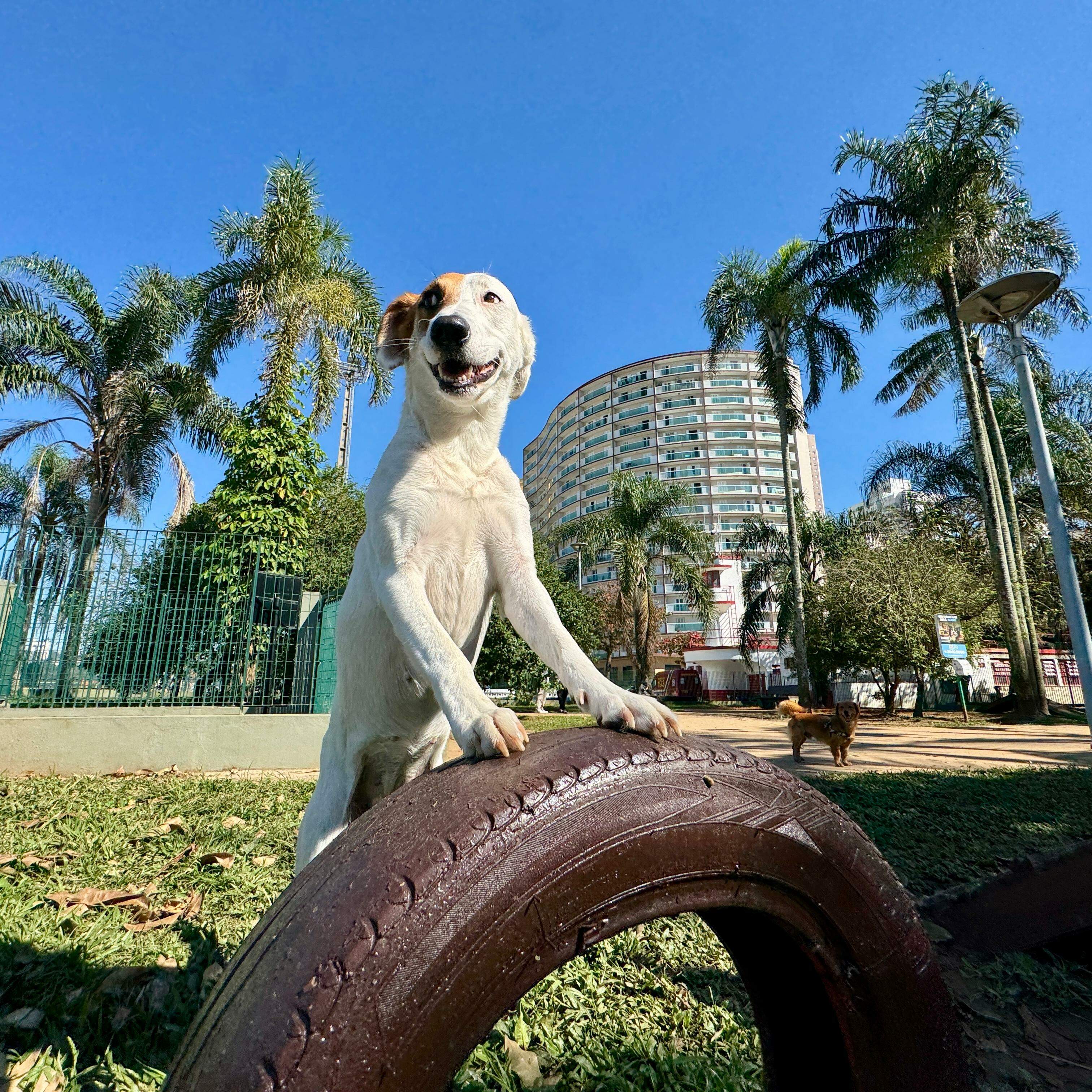 No Parque Roberto Mário Santini, no José Menino, avaliação dos frequentadores é positiva, com ressalvas
