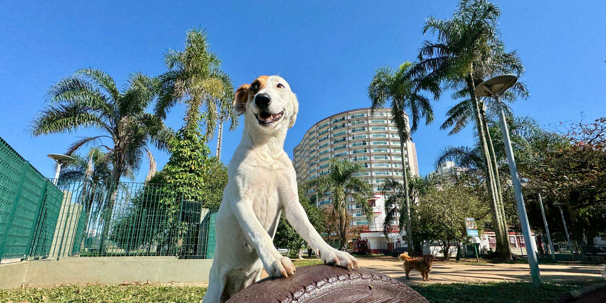 No Parque Roberto Mário Santini, no José Menino, avaliação dos frequentadores é positiva, com ressalvas