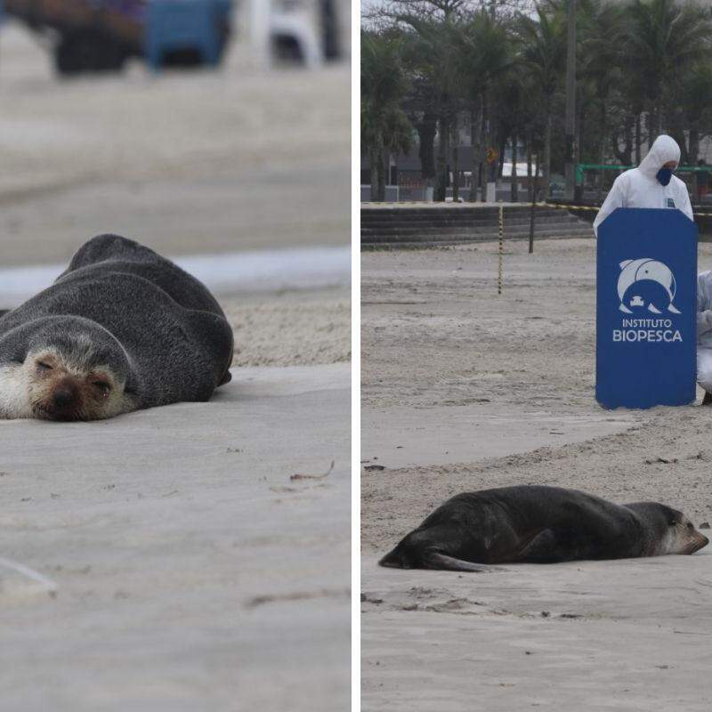 Lobo-marinho continua na faixa de areia; Biopesca está monitorando o animal
