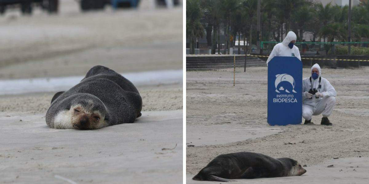 Lobo-marinho continua na faixa de areia; Biopesca está monitorando o animal