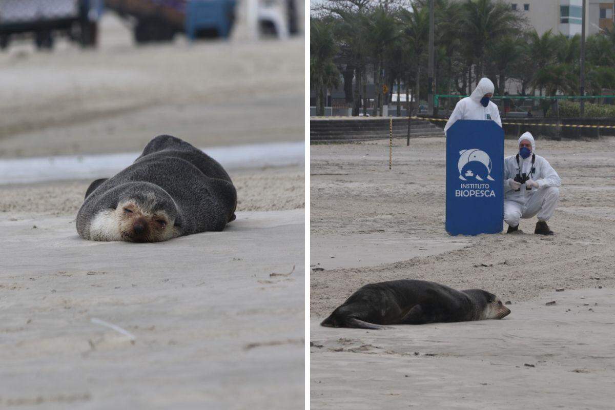 Lobo-marinho continua na faixa de areia; Biopesca está monitorando o animal