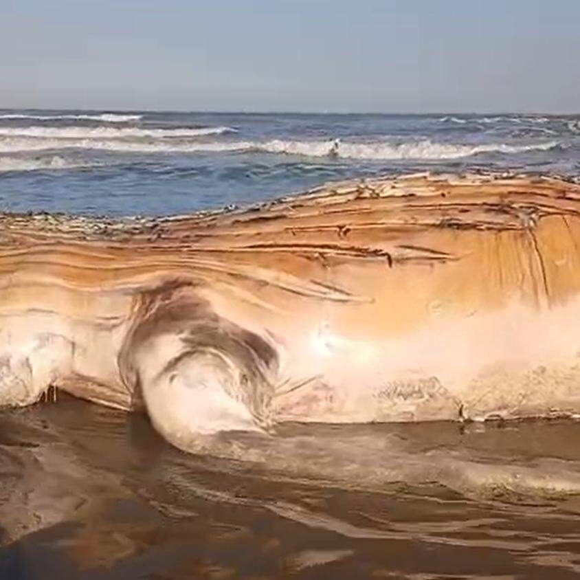 Baleia morta é avistada por banhistas na praia do Jardim Real, em Praia Grande, neste sábado (1º)