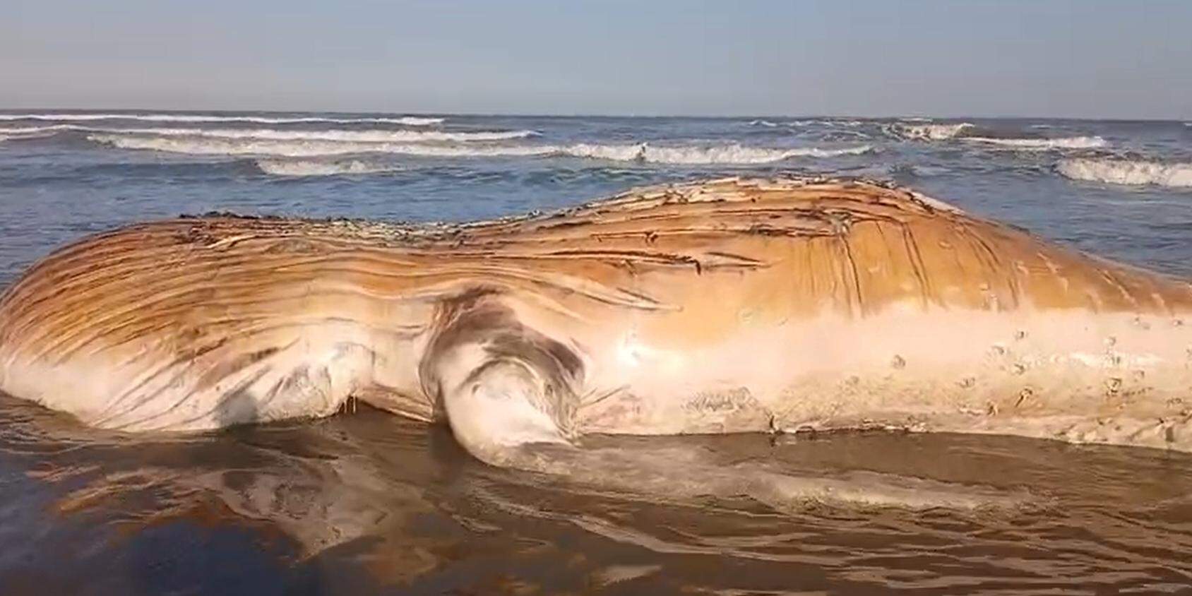 Baleia morta é avistada por banhistas na praia do Jardim Real, em Praia Grande, neste sábado (1º)