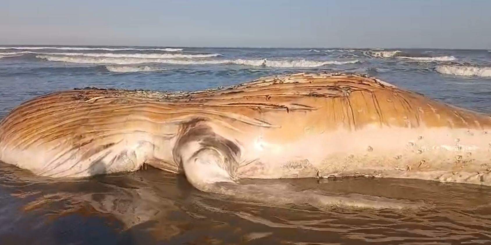 Baleia morta é avistada por banhistas na praia do Jardim Real, em Praia Grande, neste sábado (1º)